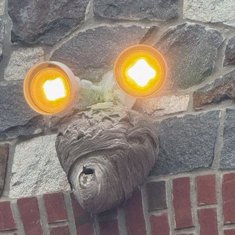 Nest Removal
