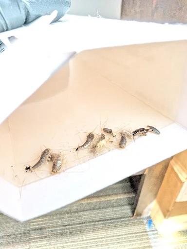 Pest Control Collegeville PA Pest Control Collegeville PA | Termipro Pest Management Specialist