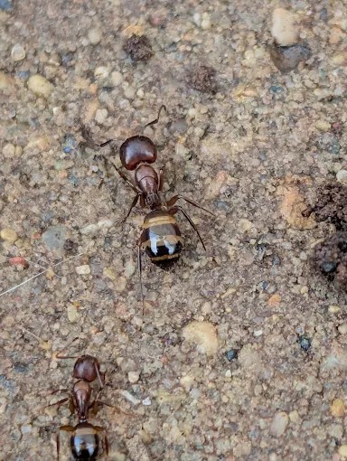 Pest Control Near Me Pest Control Near Me | TermiPro Pest Management Specialist