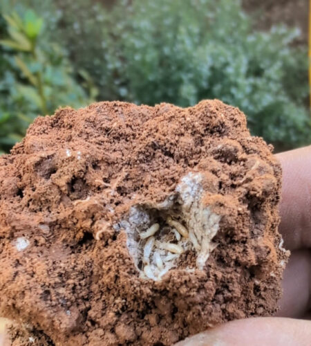 Termite Control Near Me TermiPro Pest Control