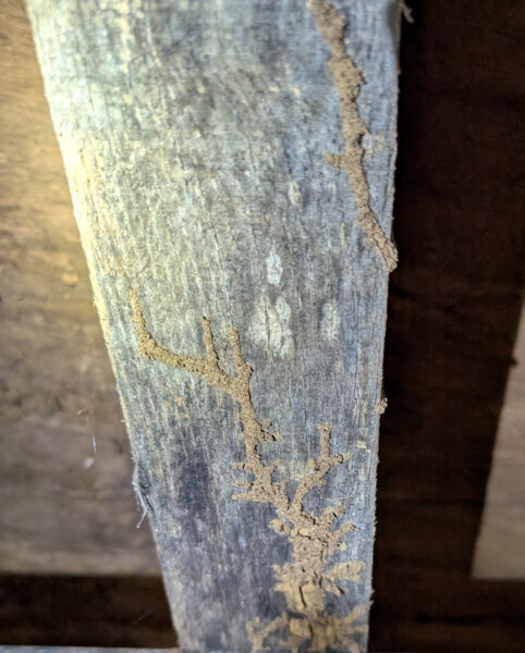 Termite Pest Control Services TermiPro