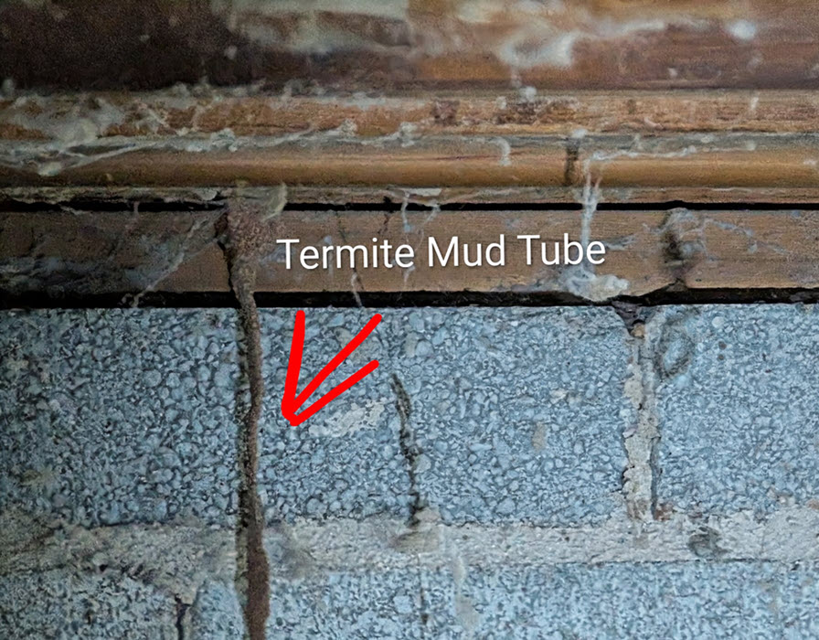 Termite Treatment TermiPro Pest Control