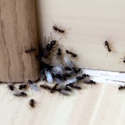 best ant control specialists
