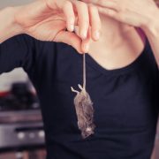 mouse exterminators
