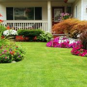 pest control Services near me