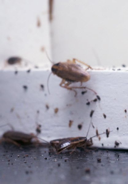 roach extermination