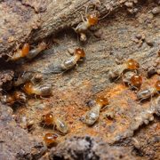 termite exterminators
